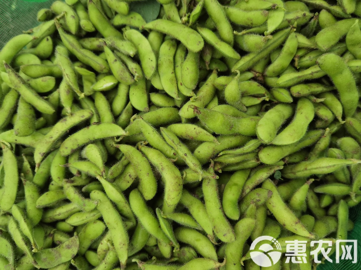 毛豆价格最新行情动态更新🌱🍀追踪报道
