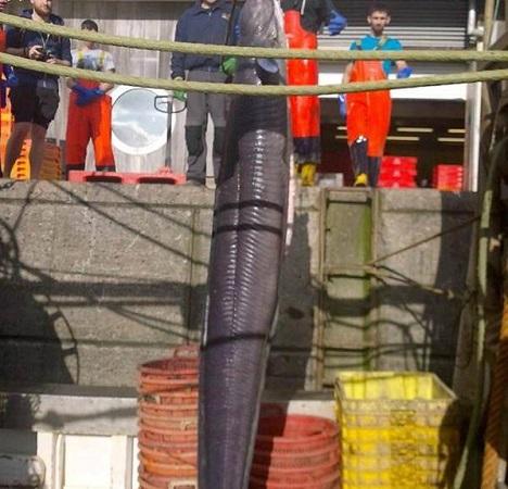 科技海洋捕鱼游戏注册送，捕获无限乐趣，最新捕鱼游戏火热来袭！