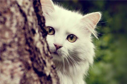 猫咪最新版下载探秘，小巷中的宝藏，等你来寻！
